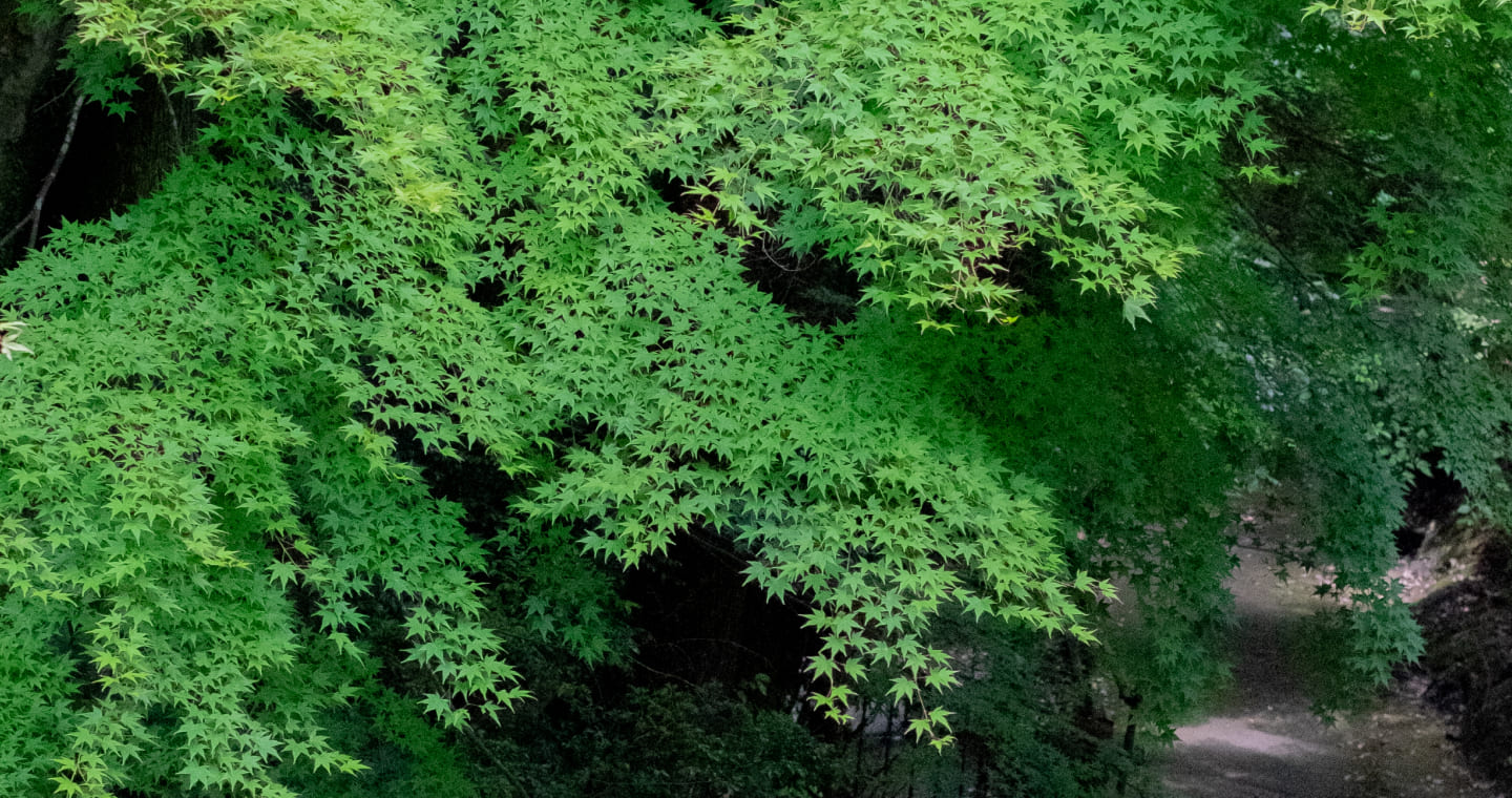 緑のモミジの写真